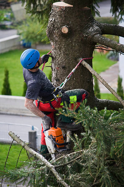 Best Tree Maintenance Programs  in USA